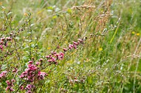 Manuka