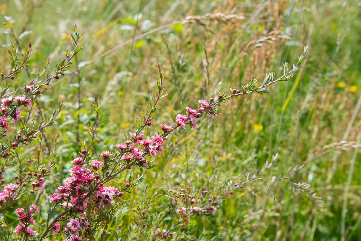 Manuka