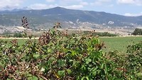 JACA net over Pyreneeën