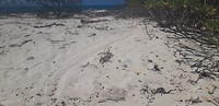 Sporen van zeeschildpadden, asymmetrisch