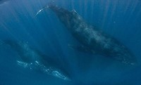 Walvis derde duik