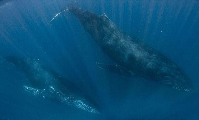 Walvis derde duik