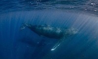 Walvis laatste duik