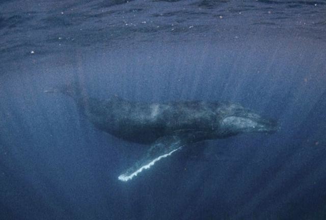 Walvis eerste duik