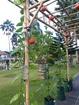 Hangende pompoenen