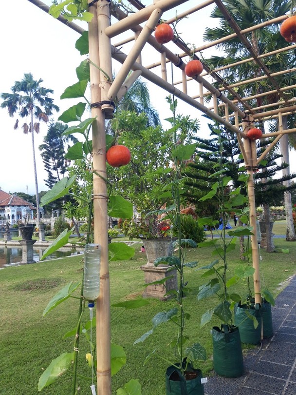 Hangende pompoenen