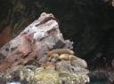 (Zee)leeuwenrots