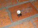 Die tor zit aan onze pingpongbal!