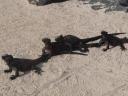 Polonaise met de Marine Iguana´s