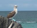 De "Blue Footed Booby"