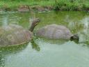 Schildpad-bad