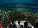 Mangrove >rustig deel van boottocht naar Drake Bay
