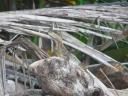 Jesus Christ- lizard op Caño island