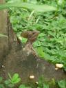 Andere soort Jesus Christ Lizard