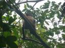 Spider monkey lekker aan het eten