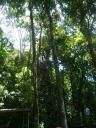 De Tarzan swing