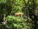 Kan iemand vertellen wat voor een beest dit is?