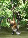 Monkey-island: Grappig aapje aan het drinken