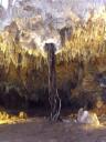 De boom groeit diep de grot in op zoek naar water