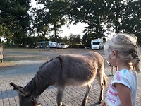 Jessie bij een ezeltje op de camping