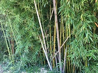 Bamboe