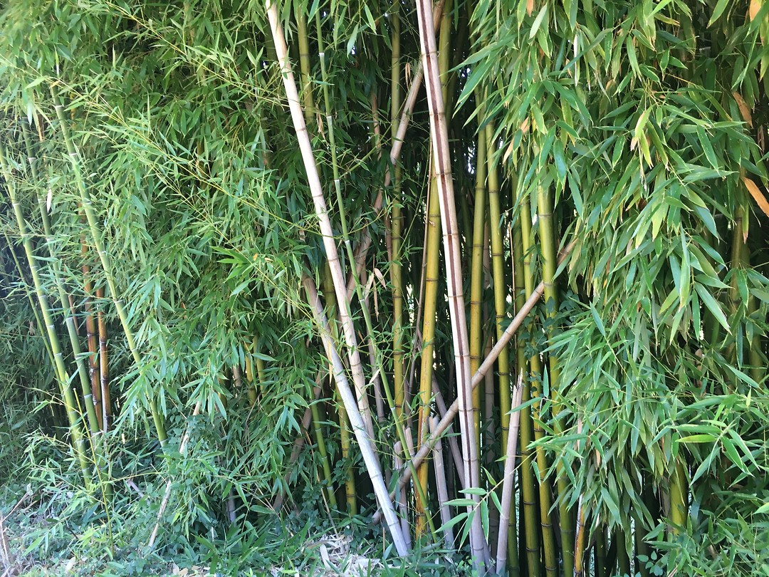 Bamboe