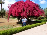 onder de oleander