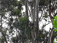 Koala in de boom bij het hotel