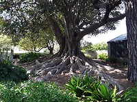 In de botanische tuin van Warrnambool