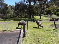 Emu's