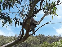 Koala in de boom met jong