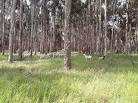 Wandelen door het bos bij onze cabin in Coonawarra
