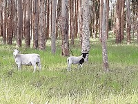 De schapen van de camping
