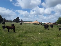 Onderweg naar Coonawarra