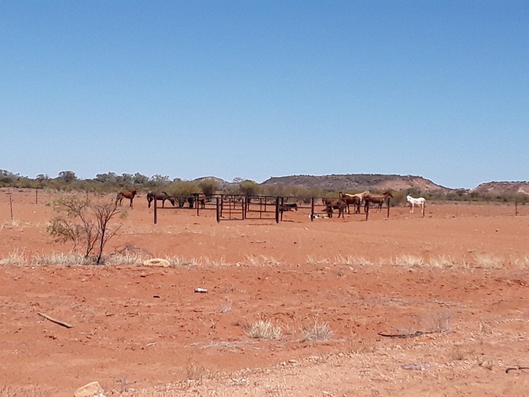 Paarden in de outback
