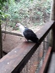 IMG-20191123-WA0029