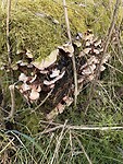IMG_3191