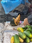 IMG_4478