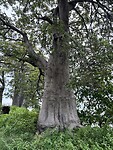 IMG_4708