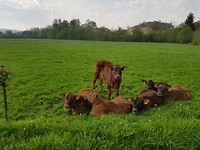 Mooi maar waarom die kettingen?