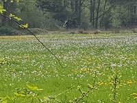 Heel veeel  Pinksterbloemen