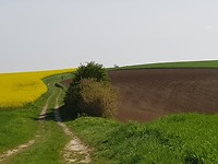 Veel landbouw dus  koolzaad en graan hier