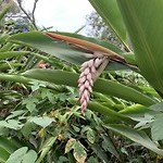 Soort bananenplant bloem