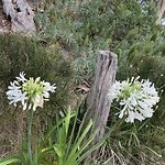 Witte bloemen