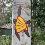 Shell turtle