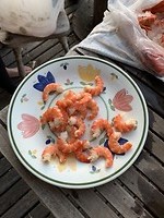 Prawns