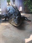 Zoutwater krokodil