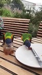 Lorikeetjes houden van zoet!
