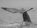 Whale Watching