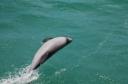 Surfing (small) dolfin